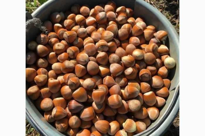 Продам горix фундука, сорт Барcелонський-Каталонський-Галле- фото № 3