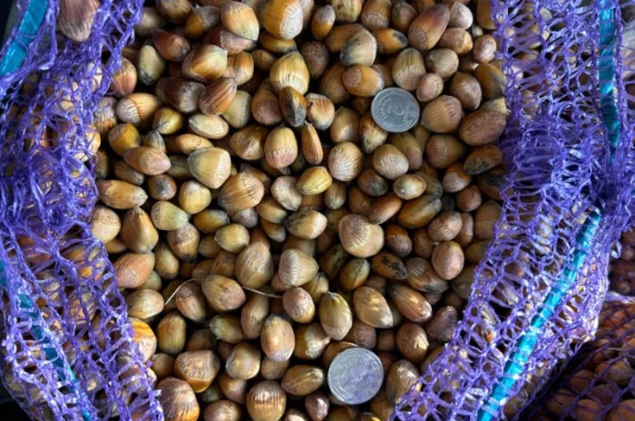 Ліщина лісовий горіх- фото № 1