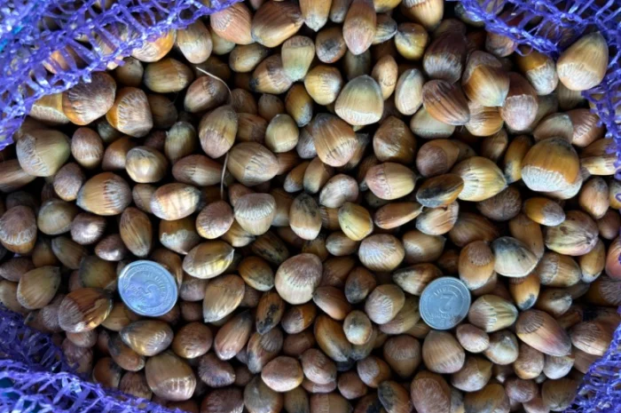 Ліщина лісовий горіх- фото № 3