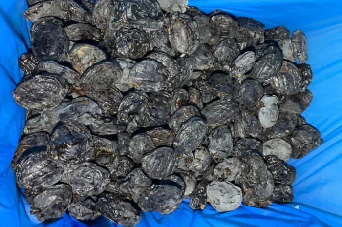 Продам сливу сушену з кісткою- фото № 1