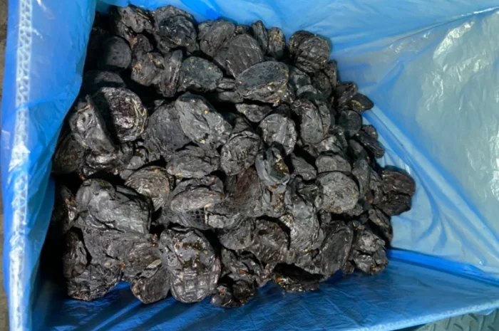 Продам сливу сушену з кісткою- фото № 3