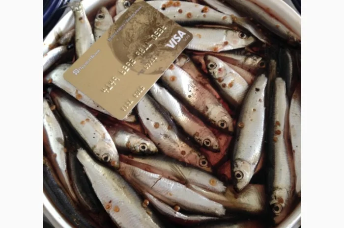 Килька Балтийская- фото № 1