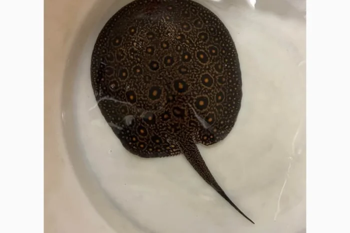 Super red arowana fish and stingray fish for sale- фото № 2