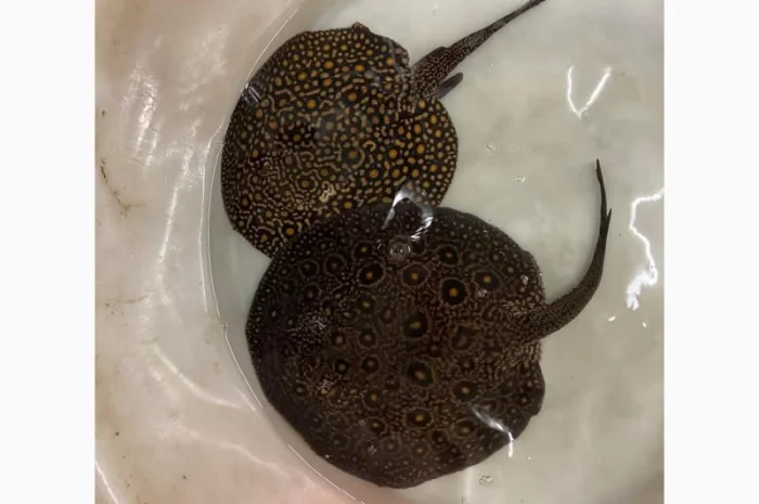 Super red arowana fish and stingray fish for sale- фото № 3