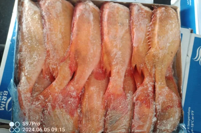 Продажа красного окуня 500-700 г из Исландии- фото № 1