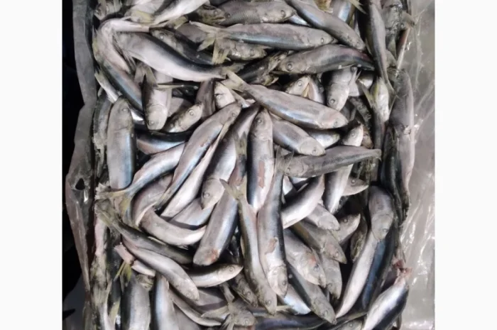 Пропонується салака 12+ RIOBRAVO- фото № 1