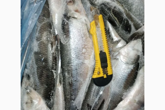 Продается сельдь 350+ из Норвегии- фото № 1