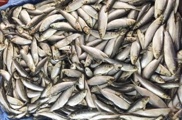 Продам Кильку Балтийская февраль- фото № 1