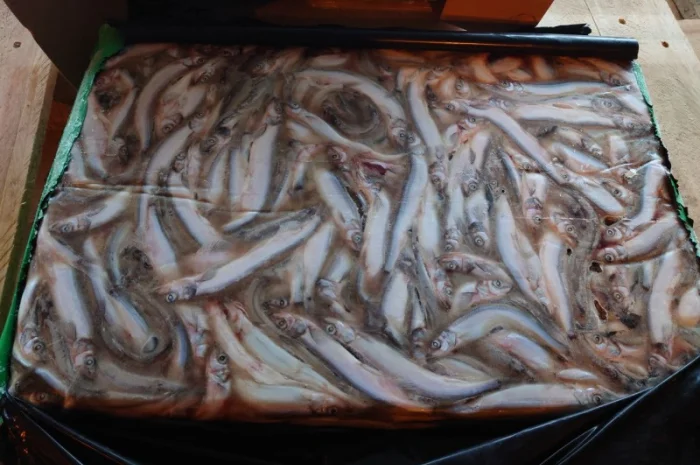 Мойва 25-35 Blimaris- фото № 2