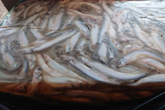 Мойва 25-35 Blimaris- фото № 3