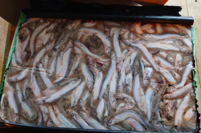 Мойва 25-35 Blimaris- фото № 4