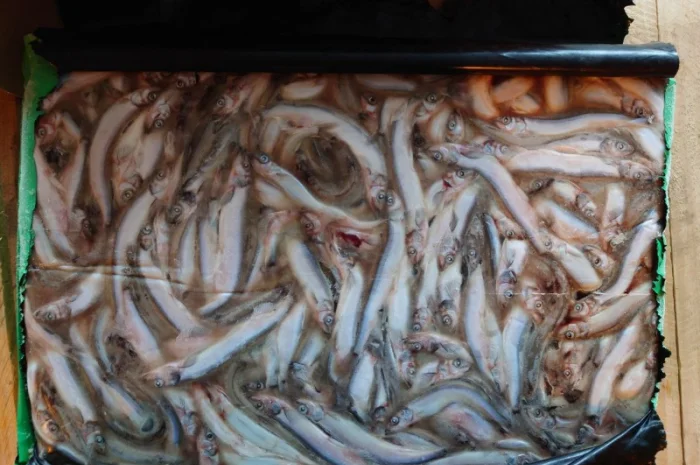 Мойва 25-35 Blimaris- фото № 5