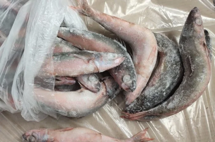 Червоноочка морська- фото № 1