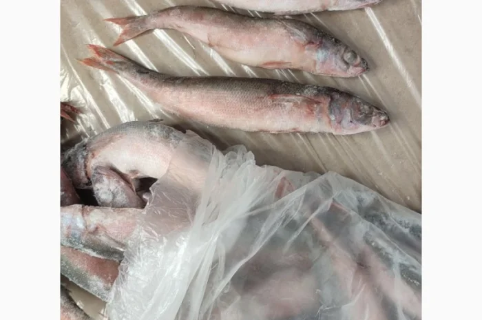 Червоноочка морська- фото № 2