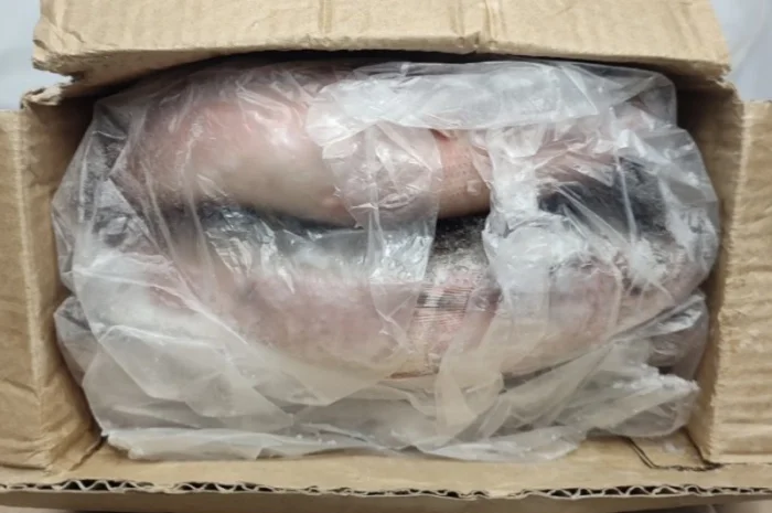 Червоноочка морська- фото № 3