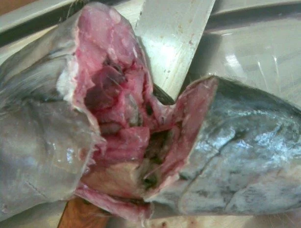 Продажа мороженой пеламиды на борту судна- фото № 20