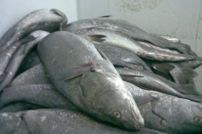 Продажа мороженой пеламиды на борту судна- фото № 2