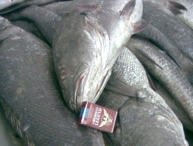 Продажа мороженой пеламиды на борту судна- фото № 11