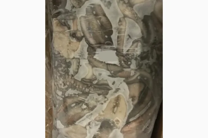 Продажа мороженой пеламиды на борту судна- фото № 8