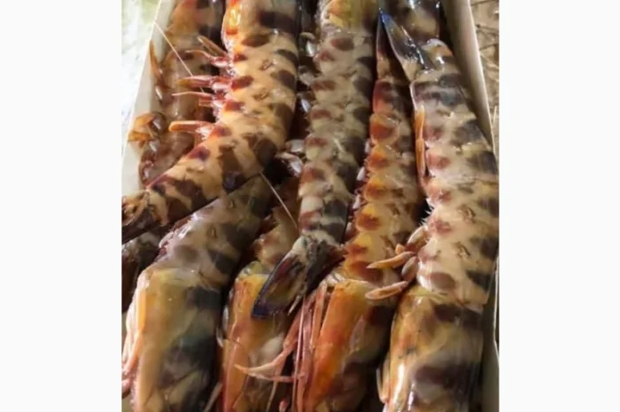 Продажа мороженой пеламиды на борту судна- фото № 7