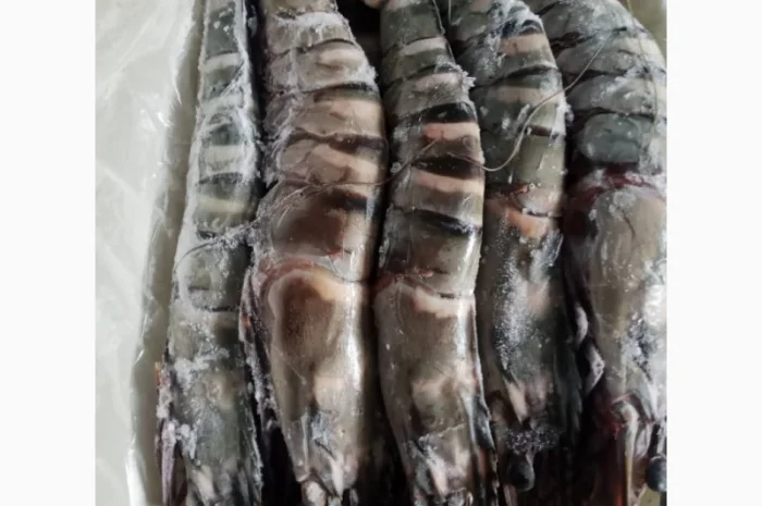 Продажа мороженой пеламиды на борту судна- фото № 5