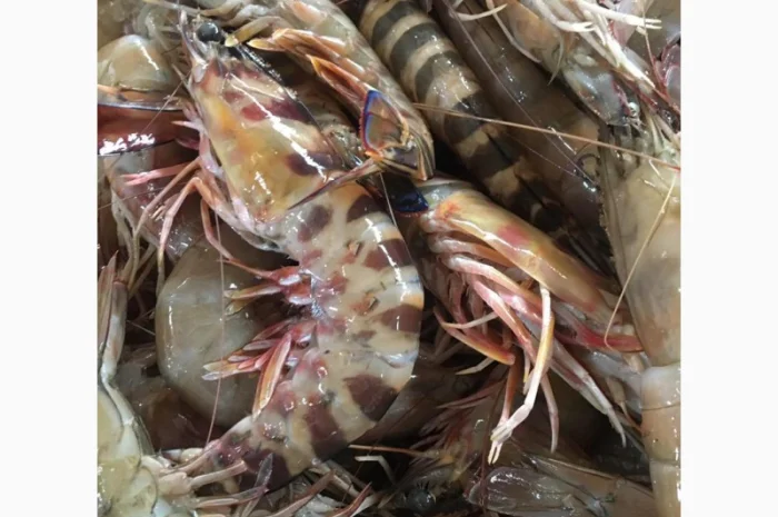 Продажа мороженой пеламиды на борту судна- фото № 4