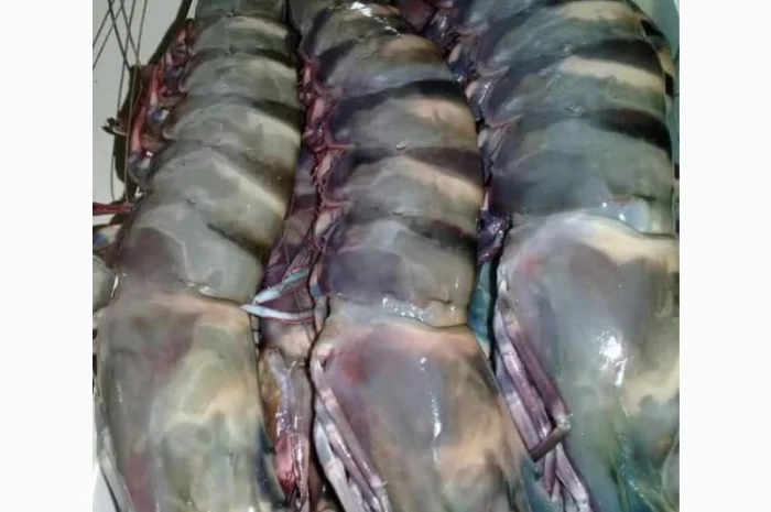 Продажа мороженой пеламиды на борту судна- фото № 3