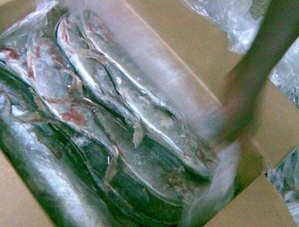 Продажа мороженой пеламиды на борту судна- фото № 18