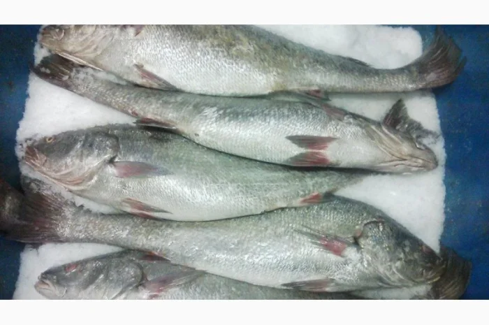 Продажа мороженой пеламиды на борту судна- фото № 17