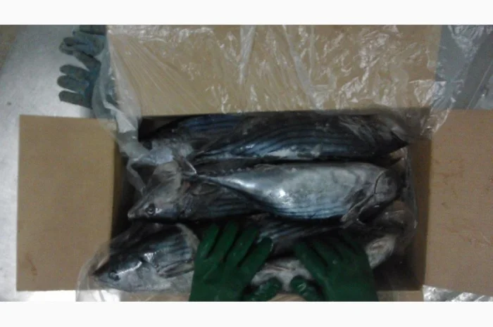 Продажа мороженой пеламиды на борту судна- фото № 16