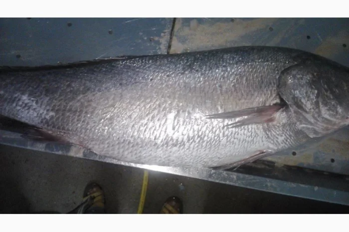 Продажа мороженой пеламиды на борту судна- фото № 15