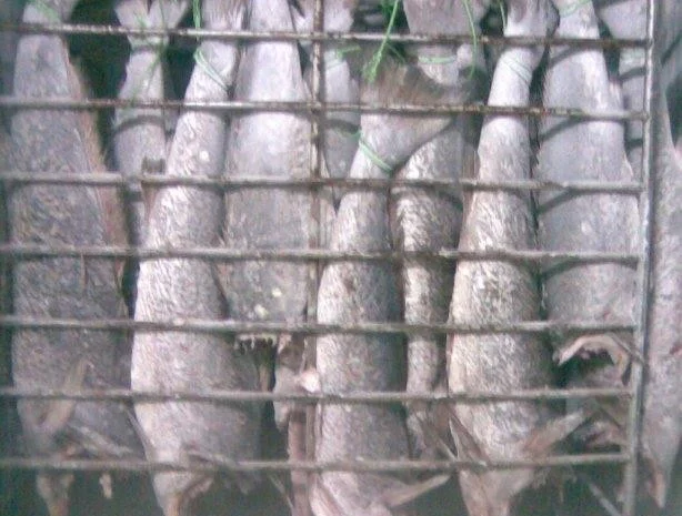 Продажа мороженой пеламиды на борту судна- фото № 14