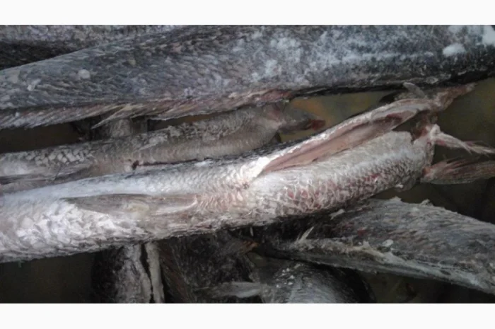 Продажа мороженой пеламиды на борту судна- фото № 13
