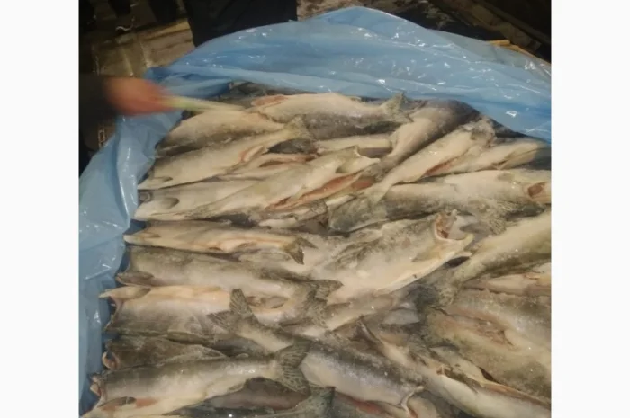 Продается дикая горбуша IQF из США- фото № 1