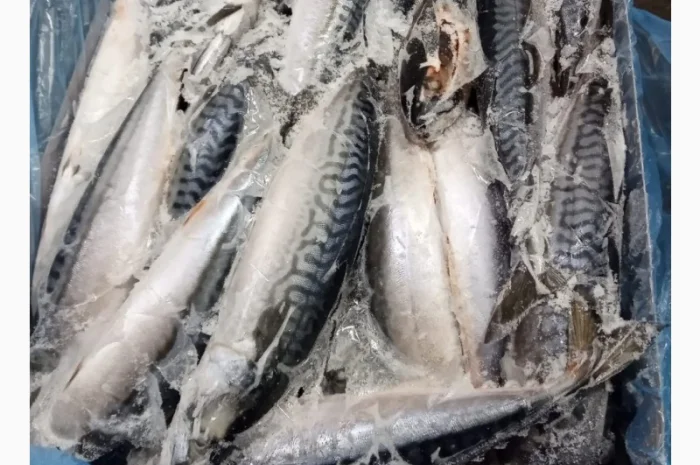 Скумбрія 400-600, Норвегія- фото № 2