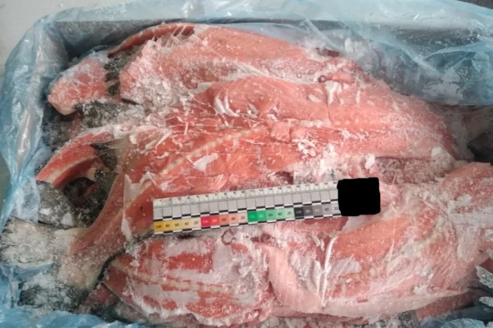 Хребты лосося норвежского- фото № 2