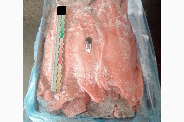 Хребты лосося норвежского- фото № 1