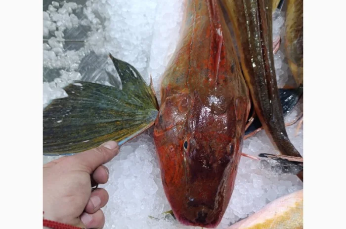 Продам морской петух- фото № 1