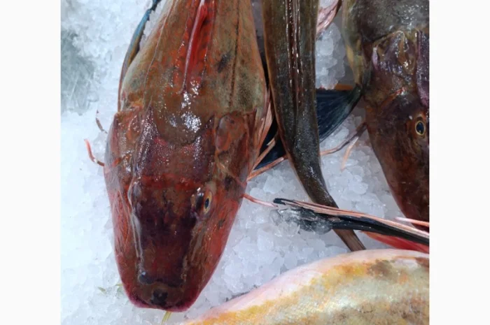 Продам морской петух- фото № 2