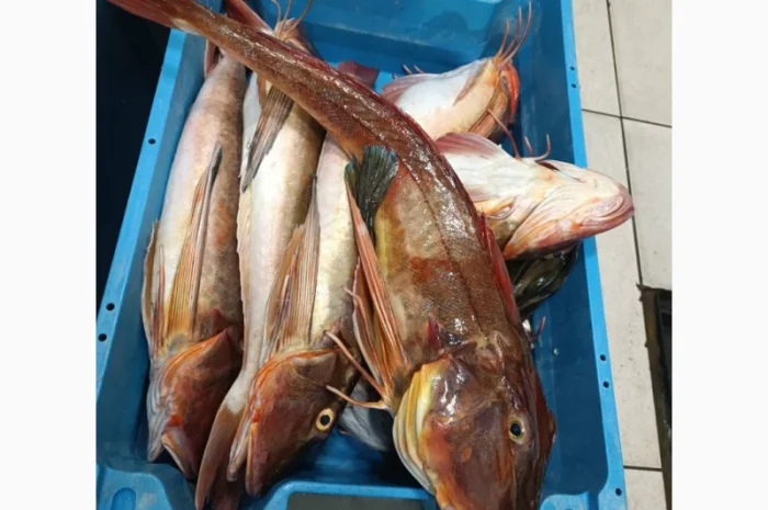 Продам морской петух- фото № 4