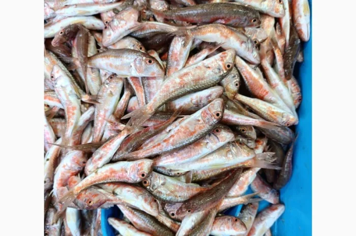 Продам черноморскую барабульку- фото № 2