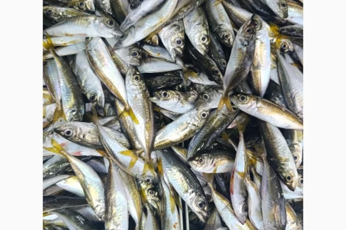 Продам черноморскую ставриду- фото № 1