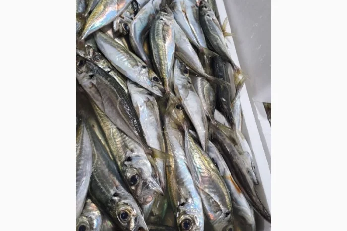 Продам черноморскую ставриду- фото № 2