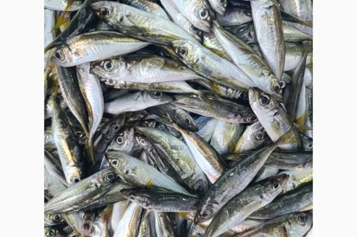 Продам черноморскую ставриду- фото № 3