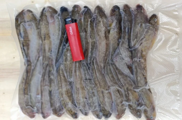 Продам бычок черноморский- фото № 11