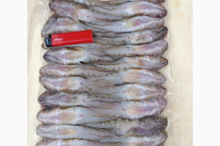 Продам бычок черноморский- фото № 2