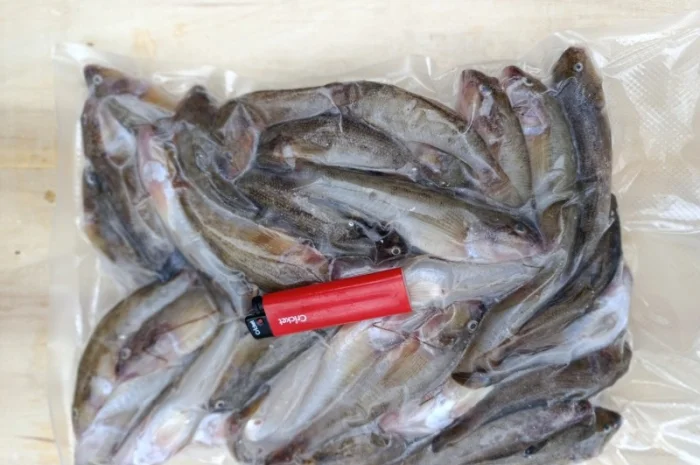 Продам бычок черноморский- фото № 5