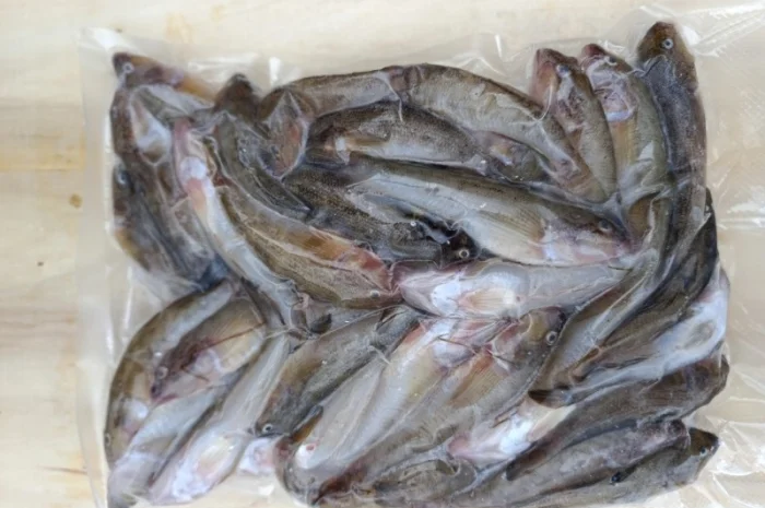 Продам бычок черноморский- фото № 6