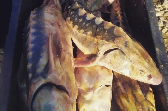 Продам осётр черноморский- фото № 8