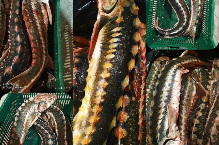 Продам осётр черноморский- фото № 9